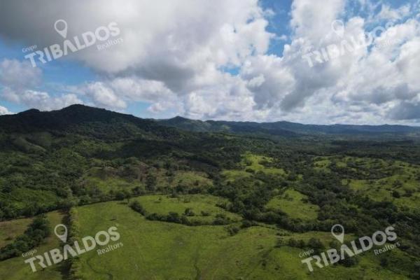 Se vende finca ganadera en margarita de chepo
