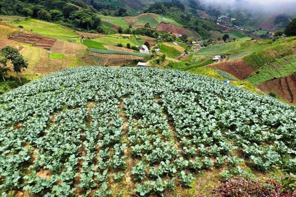 Finca agrícola en venta – cerro punta, chiriquí