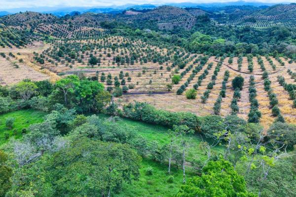 55.74 hectares of paradise in the mountains