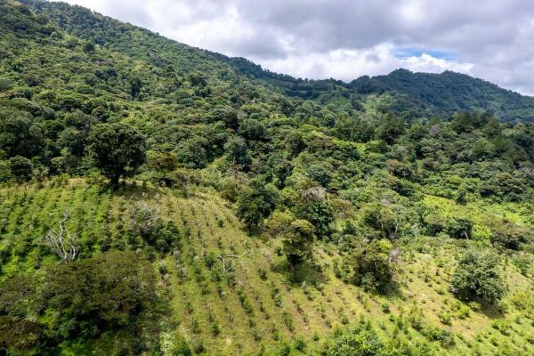 12 plus - ha producing coffee farm in boquete