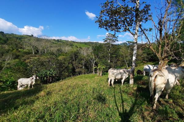 Finca agrícola en venta en renacimiento, monte lirio, palmarito.