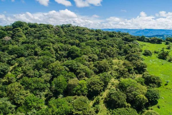 Expansive land for sale in las lomas, david