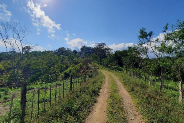 Finca agrícola en venta en renacimiento, monte lirio, palmarito.