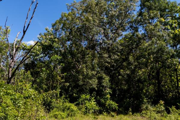 Commercial property in boca chica