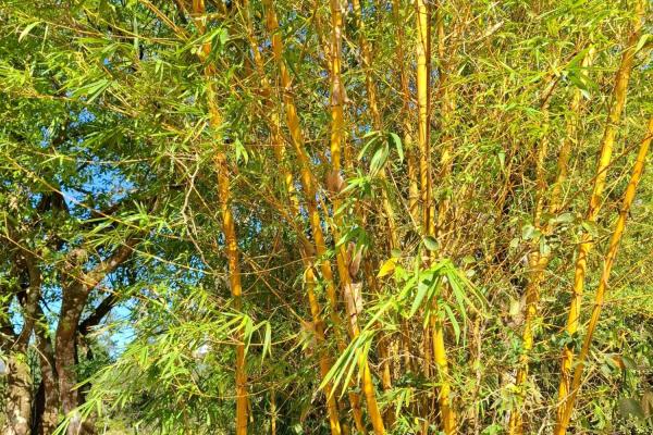 Exceptional mountain lot in el valle de antón!