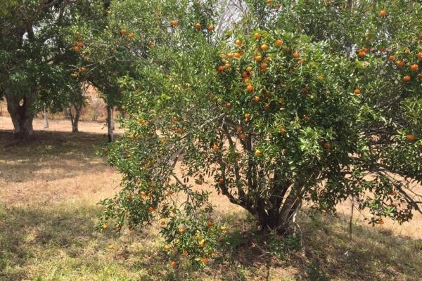 Venta de terreno en el arado, la chorrera