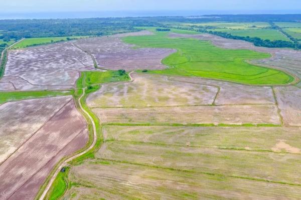 Operating rice farm for sale