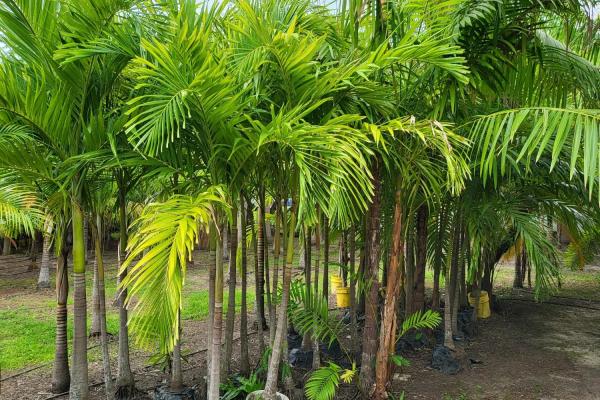 Se vende casa con plantación en nueva gorgona, chame