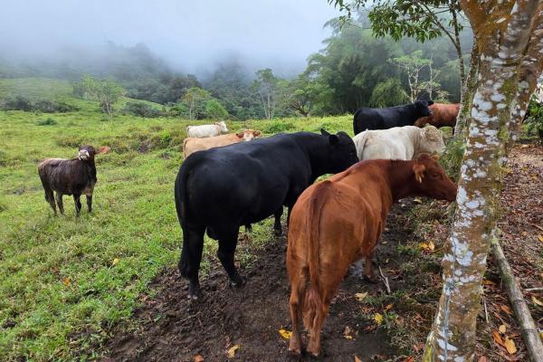 96.10 hectare in boquerón, las monjas