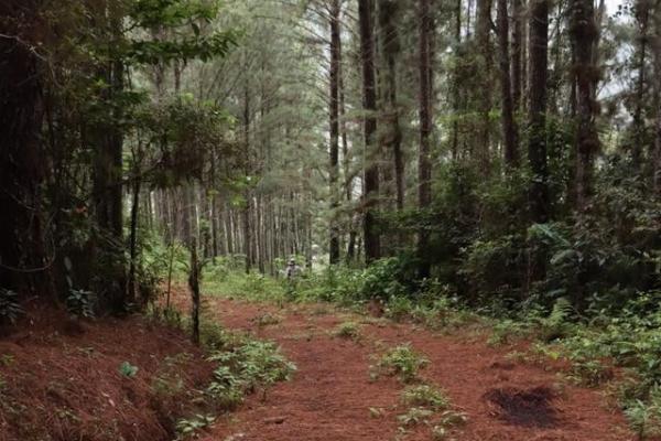 22 hectares within altos del maria with views