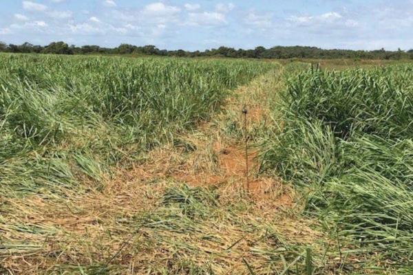 Venta de finca agrícola en ocú 128 hectáreas