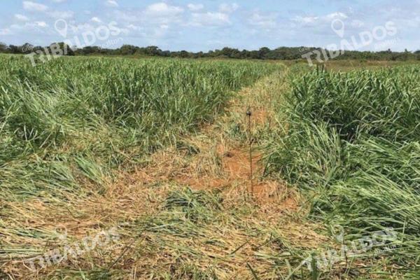 Venta de finca agrícola en ocú