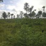 Farm in the raya de calobre, veraguas