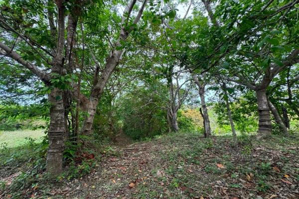Venta de terreno de 9.9 hectáreas cerca de playas en el higo, san carlos