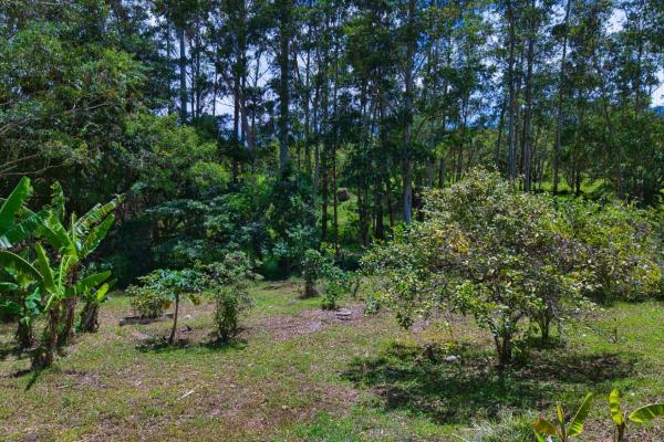 Experience the peace of volcán | land with a natural creek