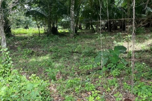 Three plots of land for sale near dolega, boquete