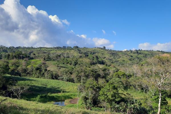 Finca agrícola en venta en renacimiento, monte lirio, palmarito.