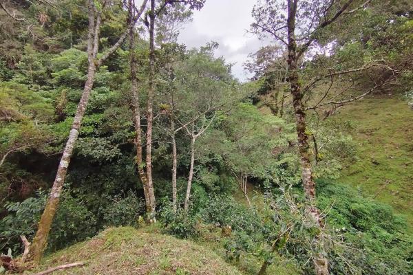 Award winner coffee farm