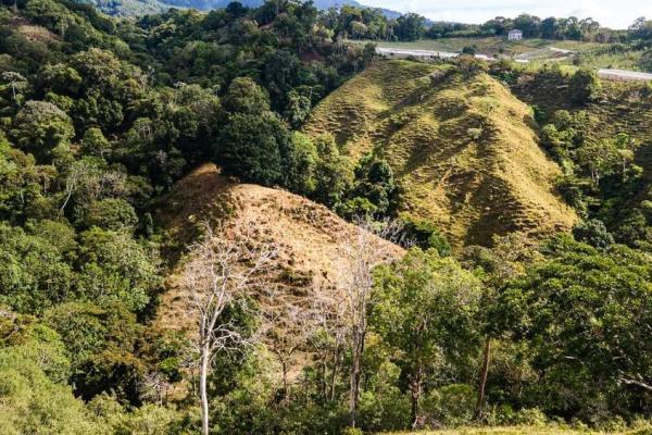 Finca cafetalera en venta en potrerillos arriba