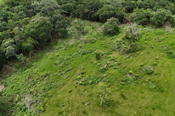 Se vende terreno para desarrollo residencial en el trapichito, la chorrera
