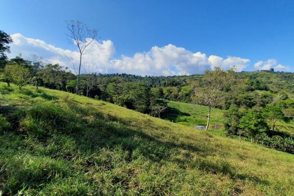 Finca agrícola en venta en renacimiento, monte lirio, palmarito.