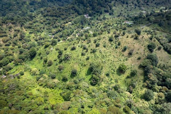 12 plus - ha producing coffee farm in boquete