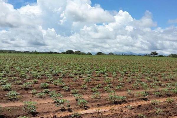Venta de finca agrícola en ocú 128 hectáreas