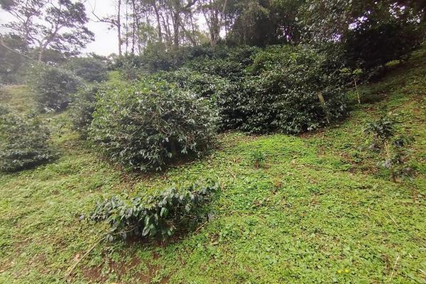 Award winner coffee farm