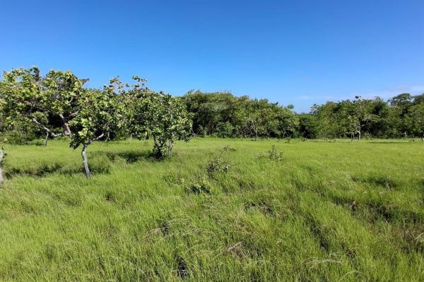 Terreno de 43 hectareas en el espino, anton, cocle