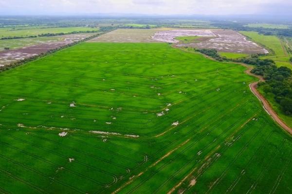 Operating rice farm for sale