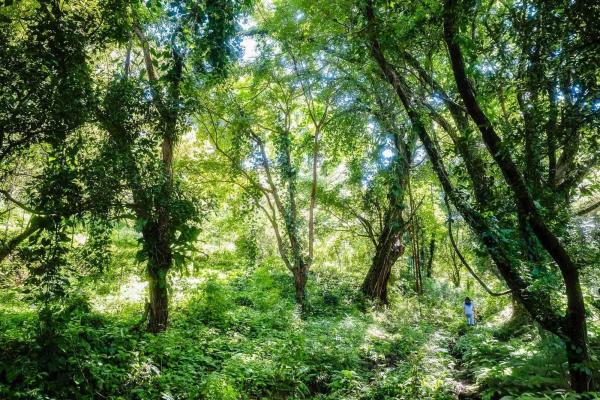 Expansive land for sale in las lomas, david