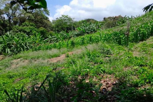 3+ ha in capira