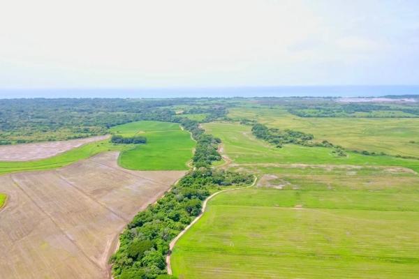 Operating rice farm for sale
