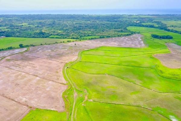 Operating rice farm for sale