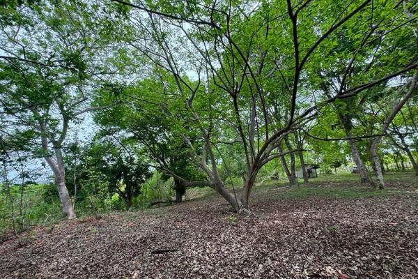 Venta de terreno de 9.9 hectáreas cerca de playas en el higo, san carlos