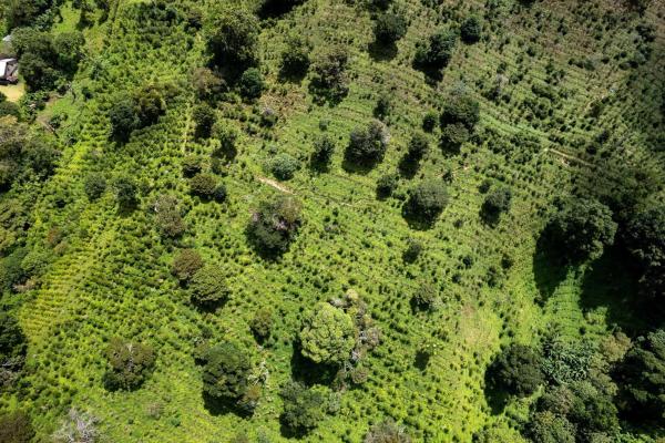 12 plus - ha producing coffee farm in boquete