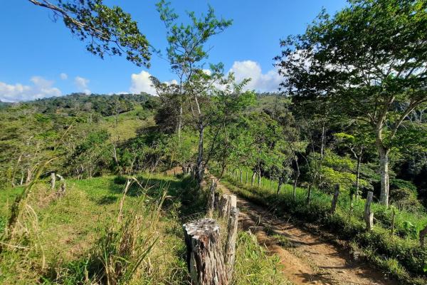 Finca agrícola en venta en renacimiento, monte lirio, palmarito.