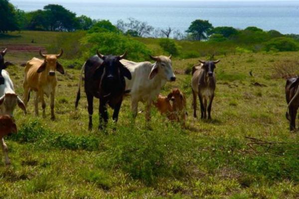 Incredible beachfront farm for sale