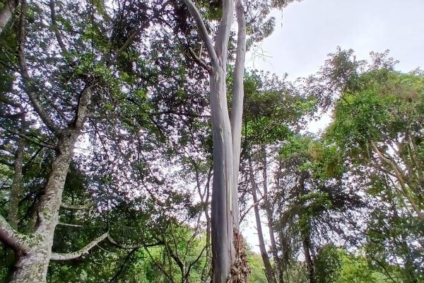 Beautiful park property in high-altitude location
