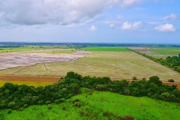 Operating rice farm for sale