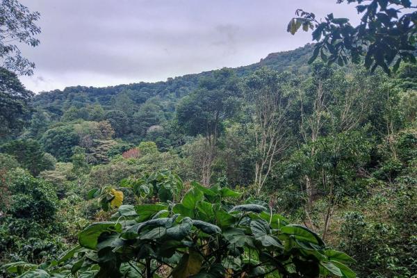 Cabaña con vistas al volcán barú en venta en jaramillo
