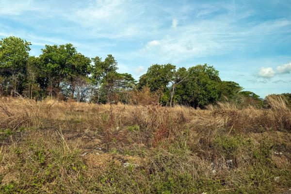 29 ha land for sale in pacora