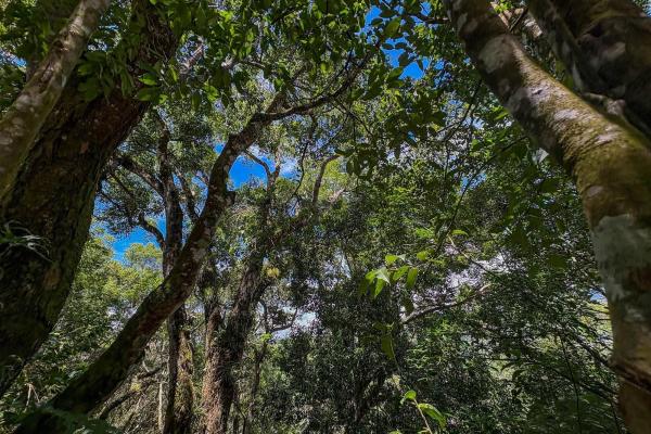 7,843 m² lot for sale in volcancito arriba