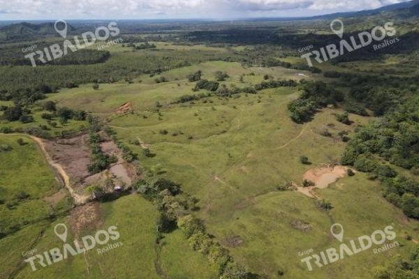 Se vende finca ganadera en margarita de chepo