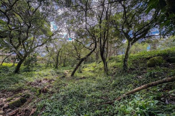 Spacious 9,229 m² flat lot in alto boquete