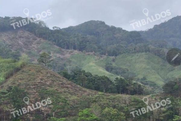 Se vende finca ganadera en margarita de chepo