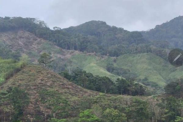 Venta de finca margarita chepo 200 has