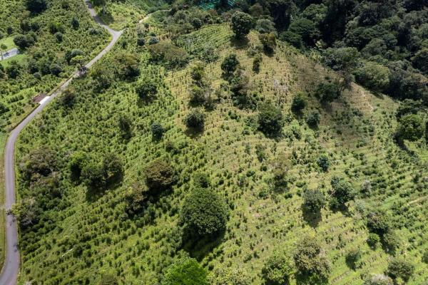 12 plus - ha producing coffee farm in boquete