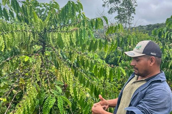 Coffee farm for sale in el cascajal, la pintada