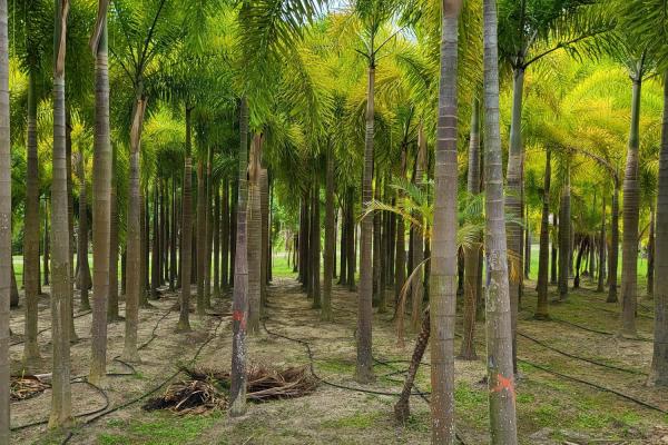 Se vende casa con plantación en nueva gorgona, chame